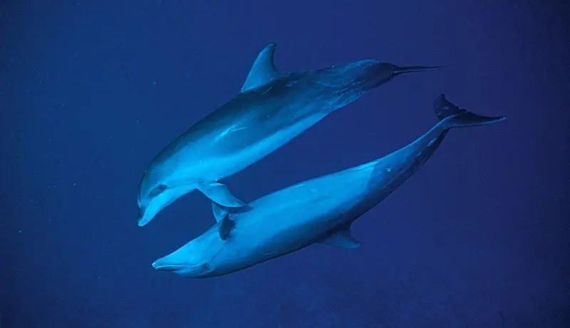 Islas de la Sociedad y Rangiroa  (Especial submarinismo)