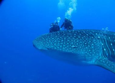 Islas de la Sociedad y Rangiroa  (Especial submarinismo)