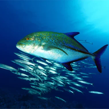 Buceo en Taha’a