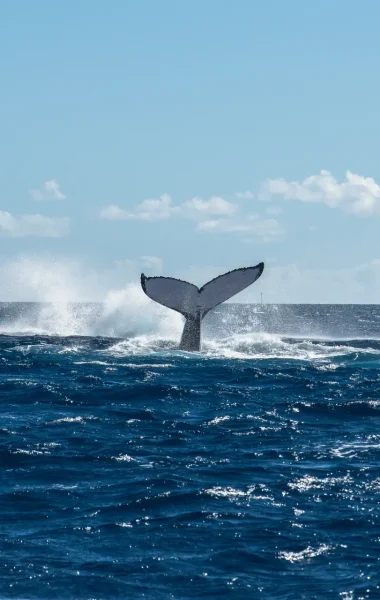 Queue du baleine © Grégory Lecoeur