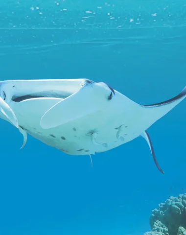Buceo en Maupiti